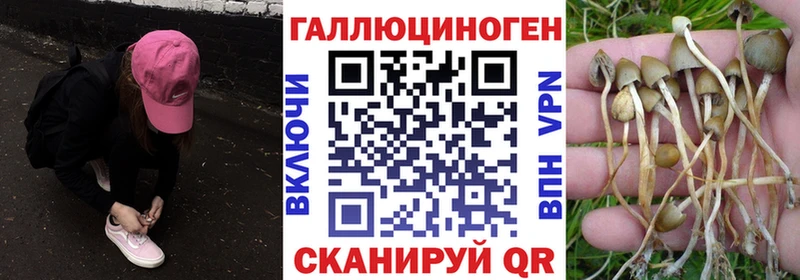 как найти закладки  Сковородино  Псилоцибиновые грибы прущие грибы 